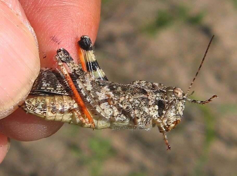 Image of Mottled Sand Grasshopper