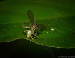 Sivun Sidymella rubrosignata (L. Koch 1874) kuva