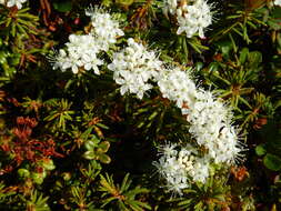 Imagem de Rhododendron tomentosum subsp. decumbens (Aiton) Elven & D. F. Murray