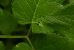 Imagem de Puccinia aegopodii (Schumach.) Link 1817