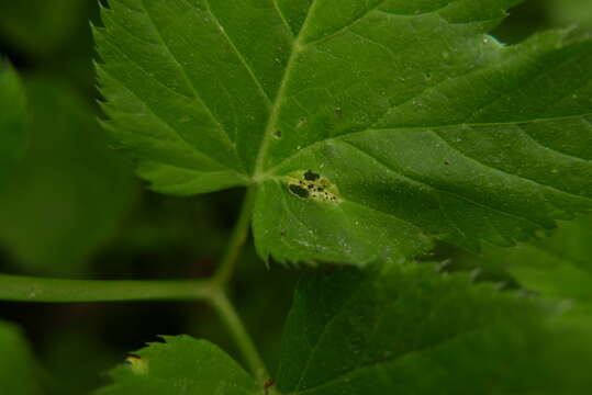 Image of Puccinia aegopodii (Schumach.) Link 1817