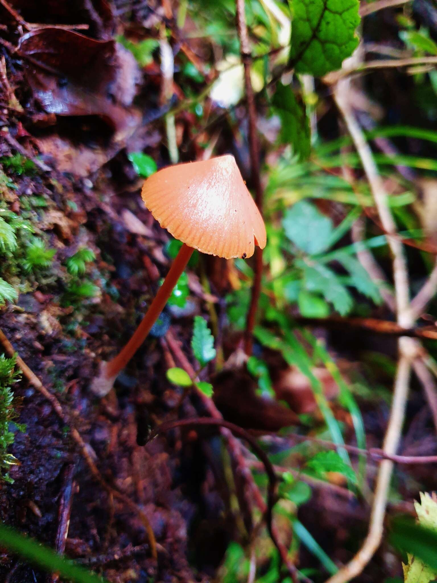 Image of Entoloma latericolor E. Horak 1976