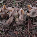 Imagem de Helvella pithyophila