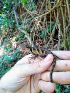 Image of Two-lined Fathead Anole