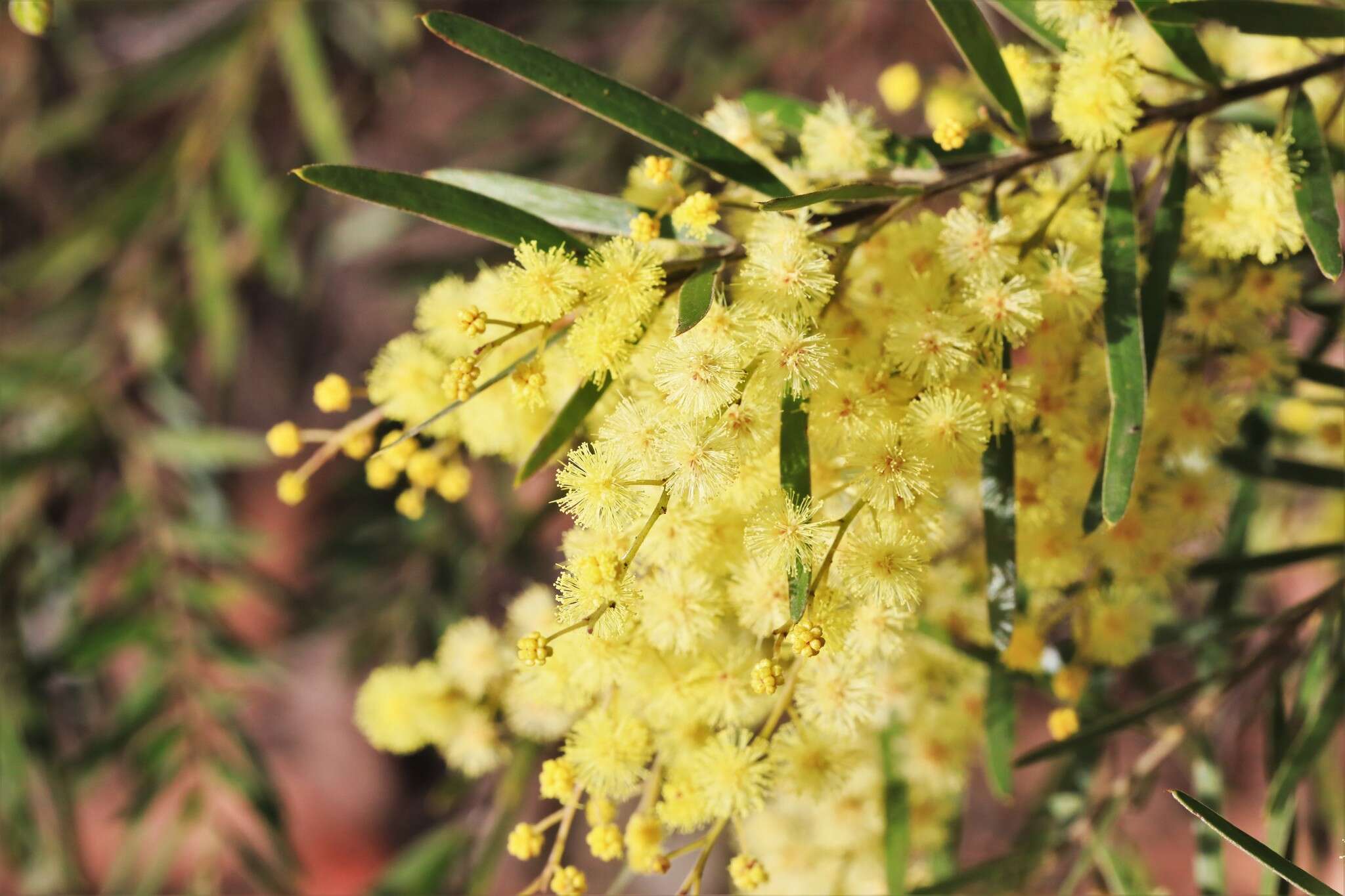 Imagem de Acacia fimbriata A. Cunn. ex G. Don