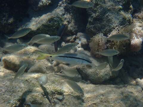 Image of Forsskal&#39;s goatfish