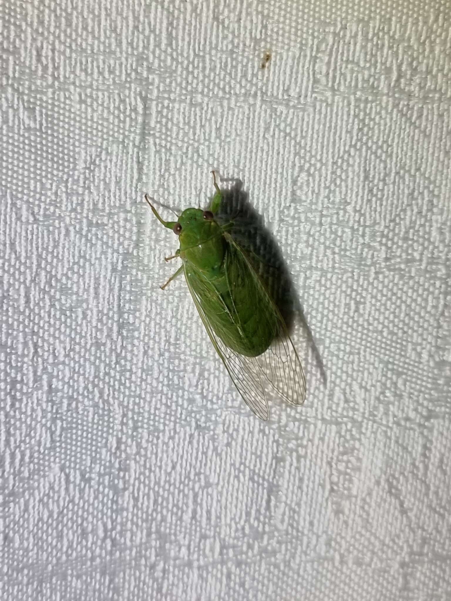 Sivun Chlorocysta vitripennis (Westwood 1851) kuva