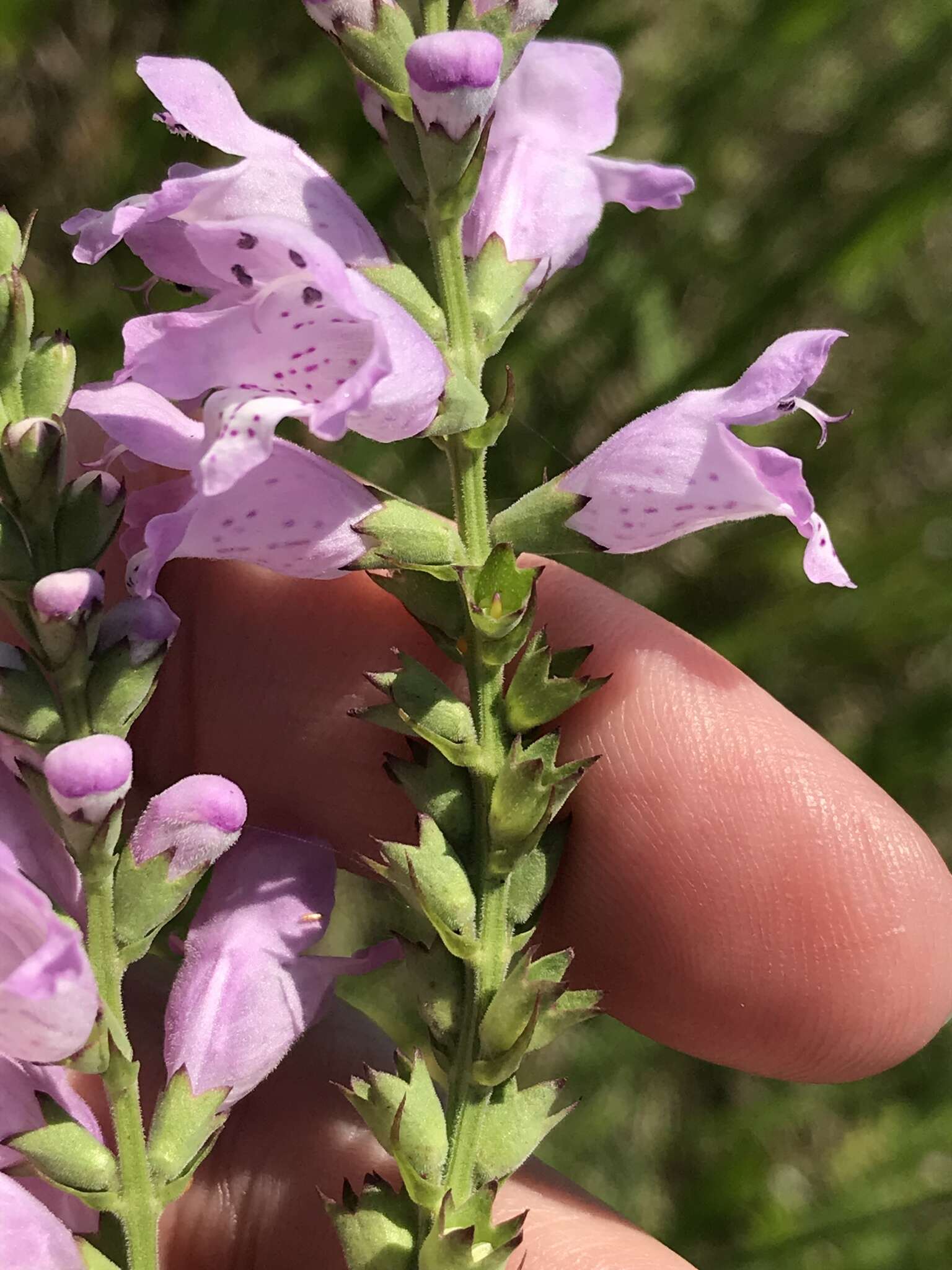 Image of Slender False Dragonhead