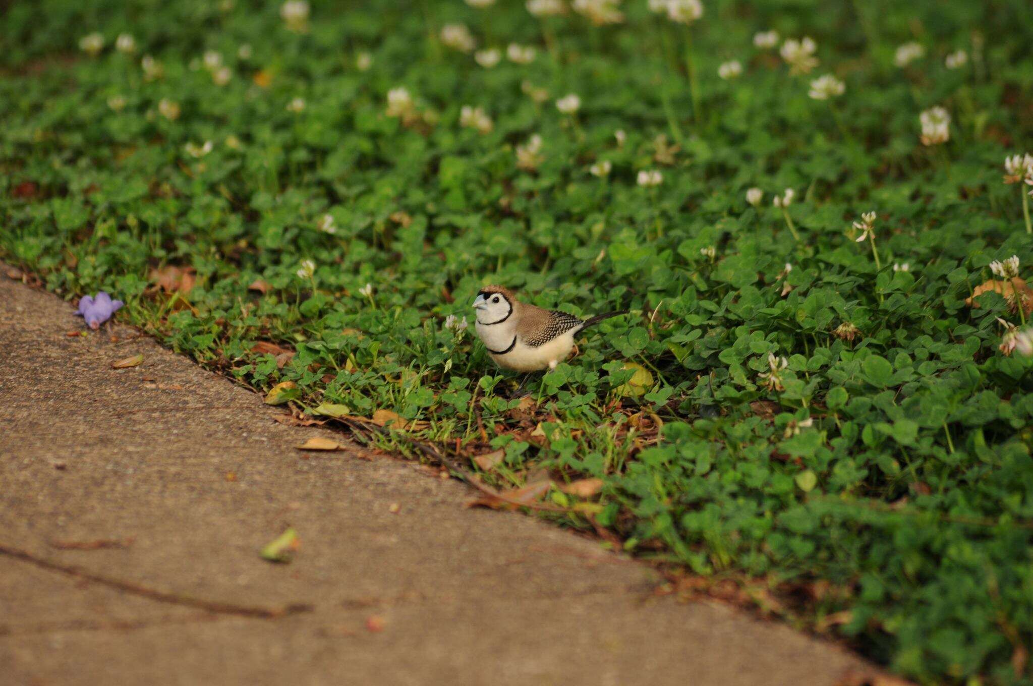 Image of Double-barred Finch