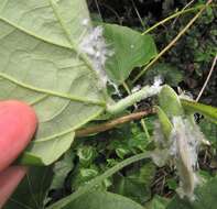 Image of Psyllid