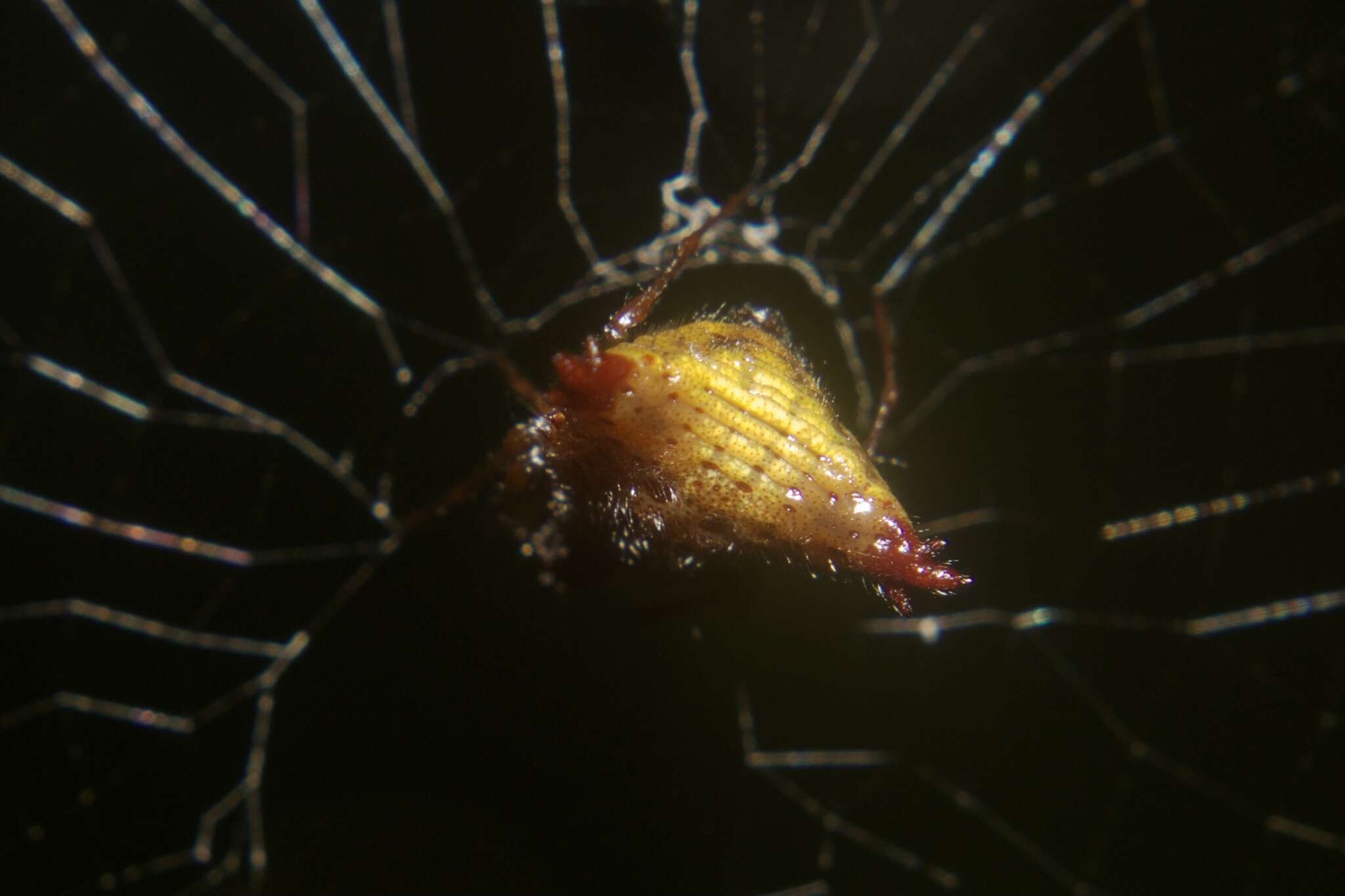 Image of Micrathena triangularis (C. L. Koch 1836)