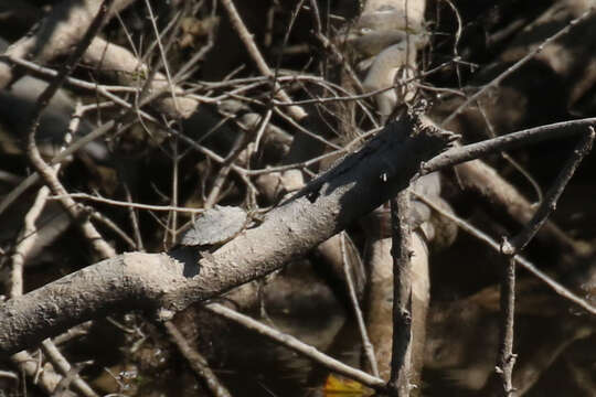 Image of Ringed Map Turtle