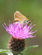 Image of small skipper