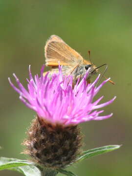 Image of small skipper