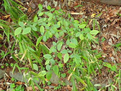 Image of Carpinus tschonoskii Maxim.