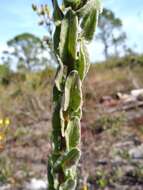 Image of Chrysopsis floridana var. highlandsensis (De Laney & Wunderlin) D. B. Ward