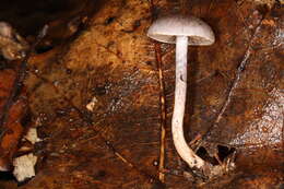 Image of Cortinarius perviolaceus Murrill 1946