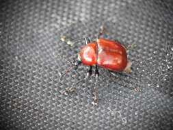 Image of Oak Leaf-roller