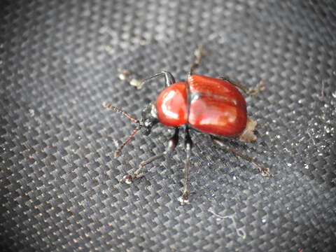 Image of Oak Leaf-roller