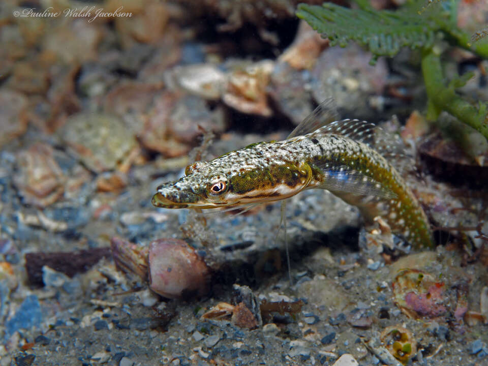 Image of Bluethroat Pikeblenny