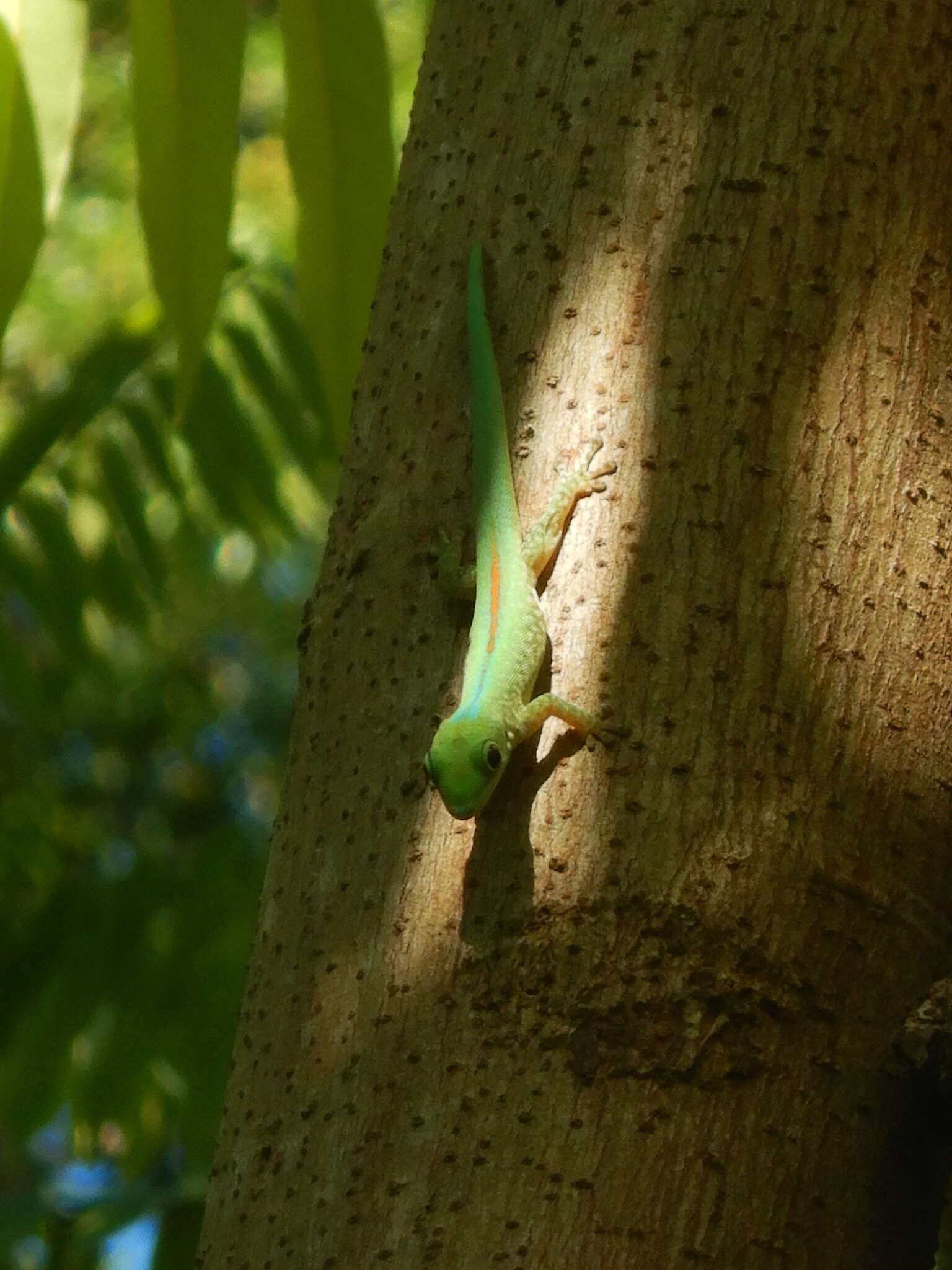 Image of Mertens' Day Gecko