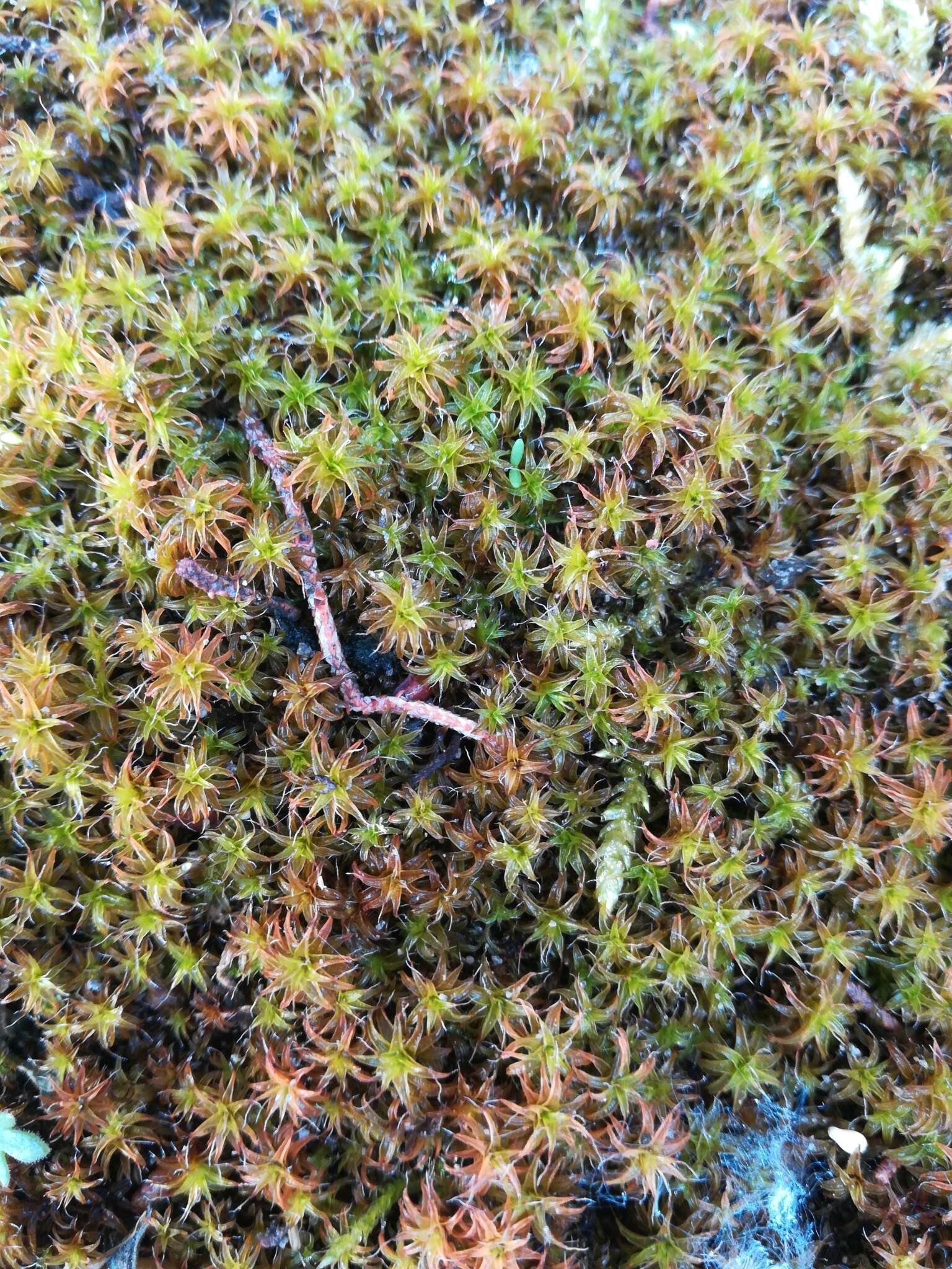 Image of great hairy screw-moss