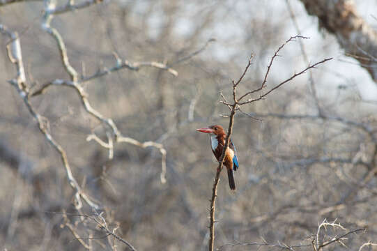 صورة Halcyon smyrnensis fusca (Boddaert 1783)