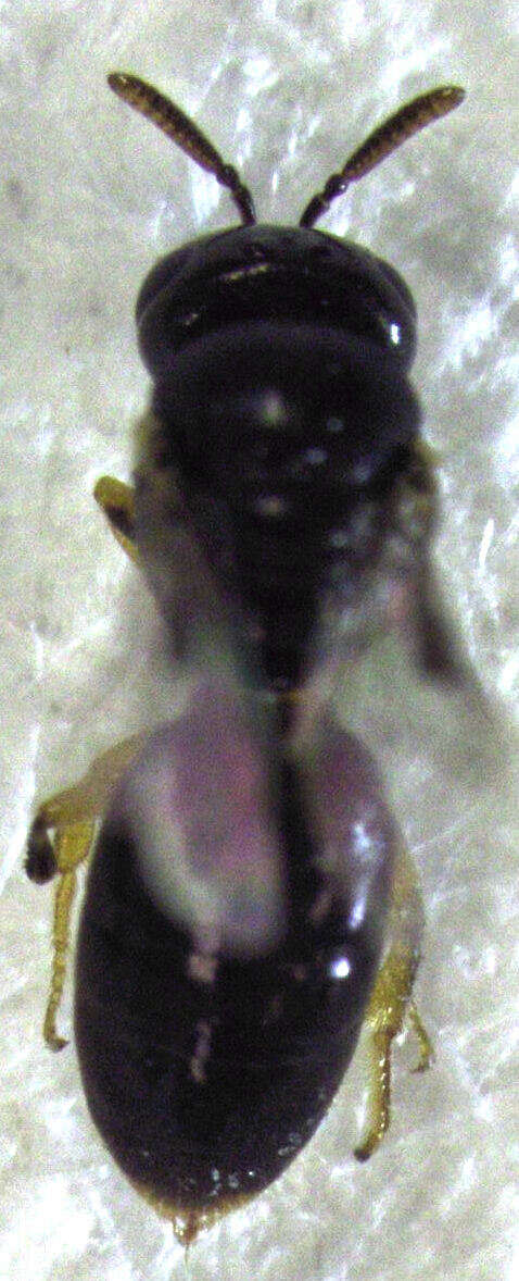 Image of Euryglossina hypochroma Cockerell 1916