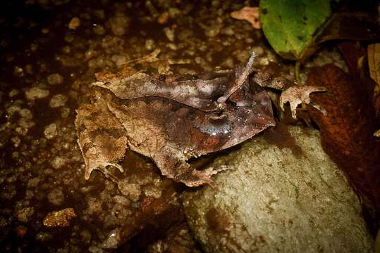 Image of Proceratophrys mantiqueira Mângia, Santana, Cruz & Feio 2014