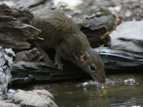 Image of Northern Tree Shrew