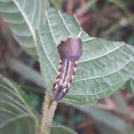 Image de Eupyrrhoglossum sagra (Poey 1832)