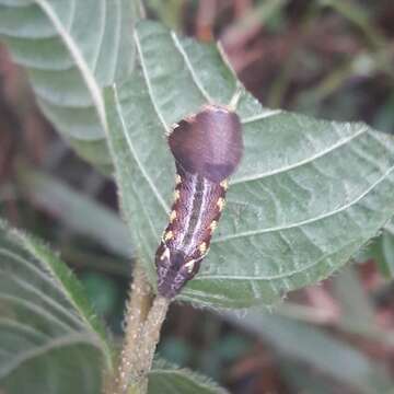 Image of Cuban Sphinx Moth