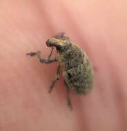 Image of Weevil