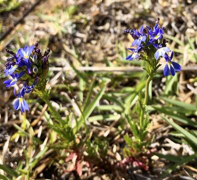 Image of Lobelia comosa L.