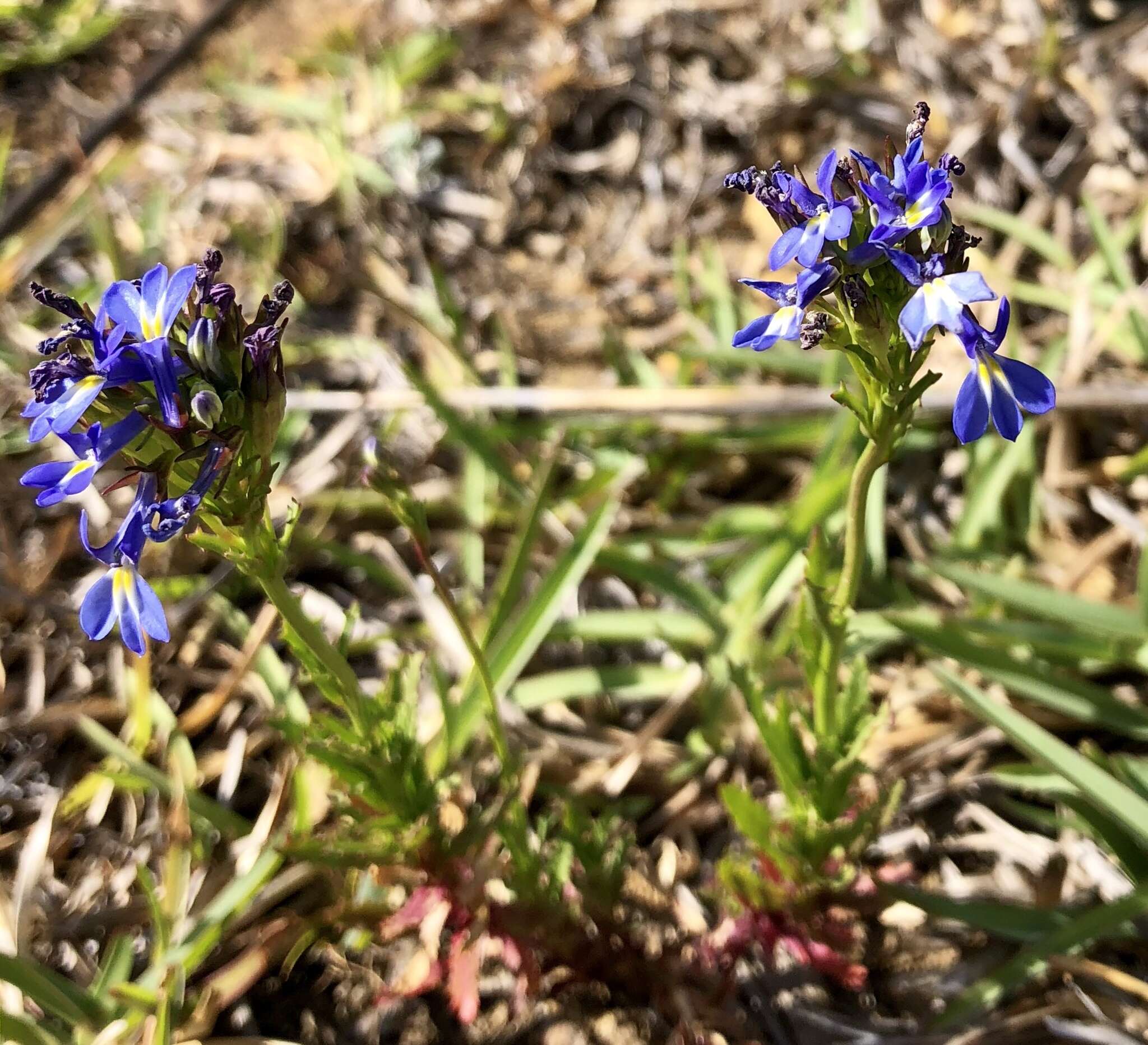 Image de Lobelia comosa L.