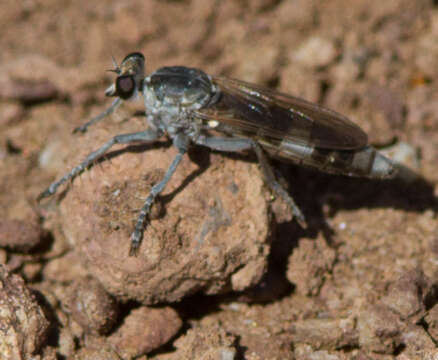 Image of Three-banded Robber Fly