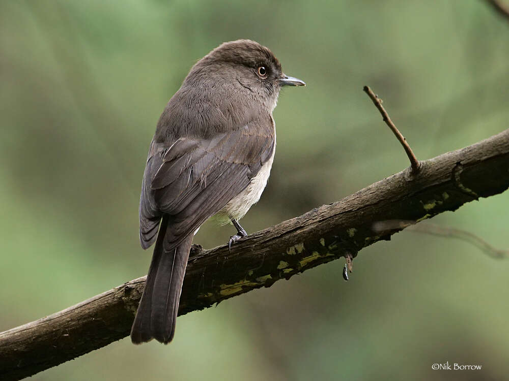 Image of Abyssinian Slaty Flycatcher