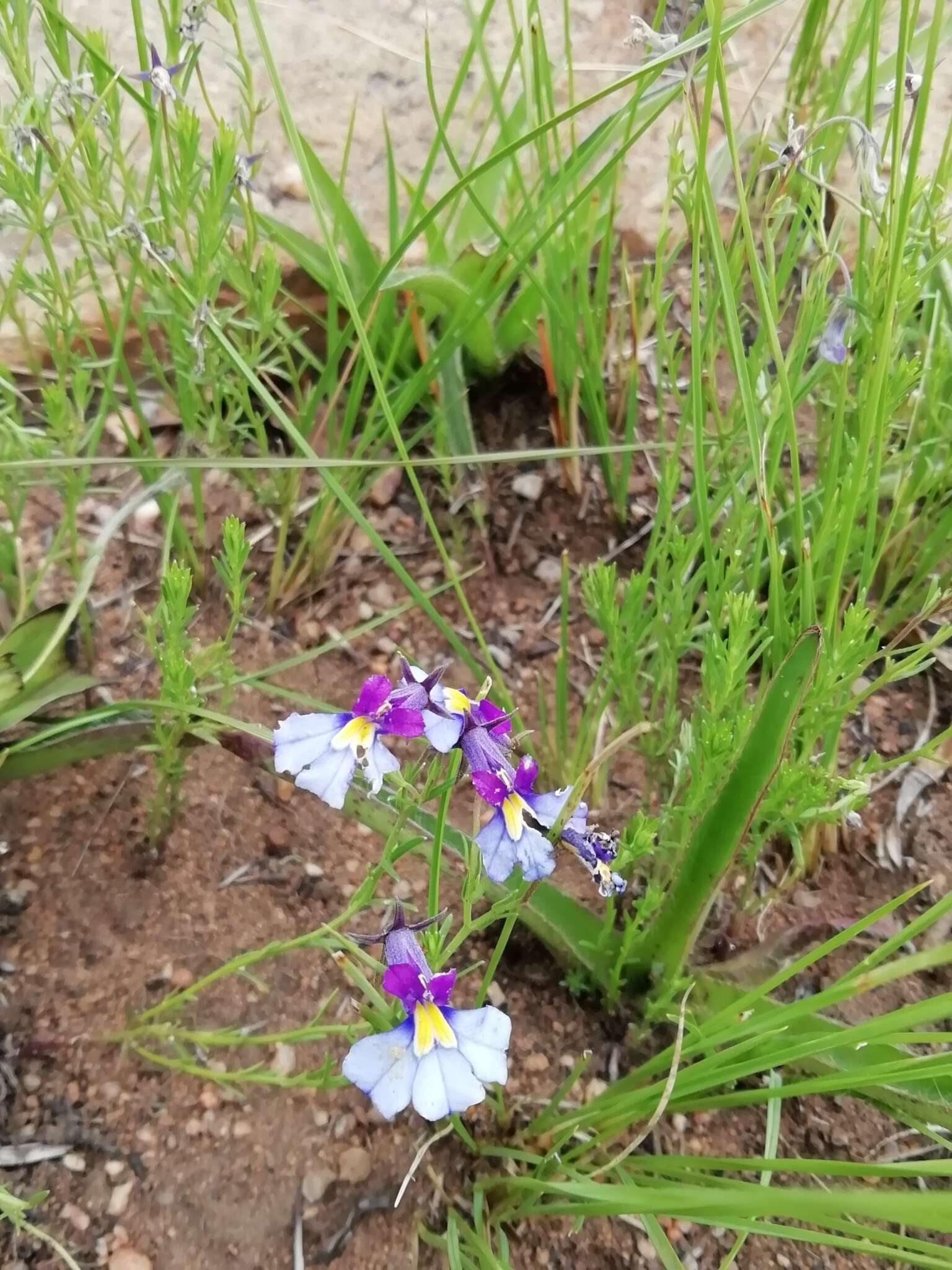 Image of Butterfly lobelia