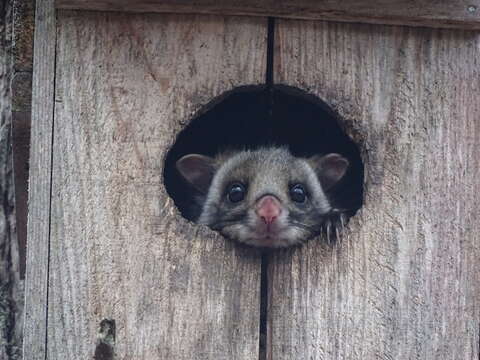 Image of Japanese Giant Flying Squirrel