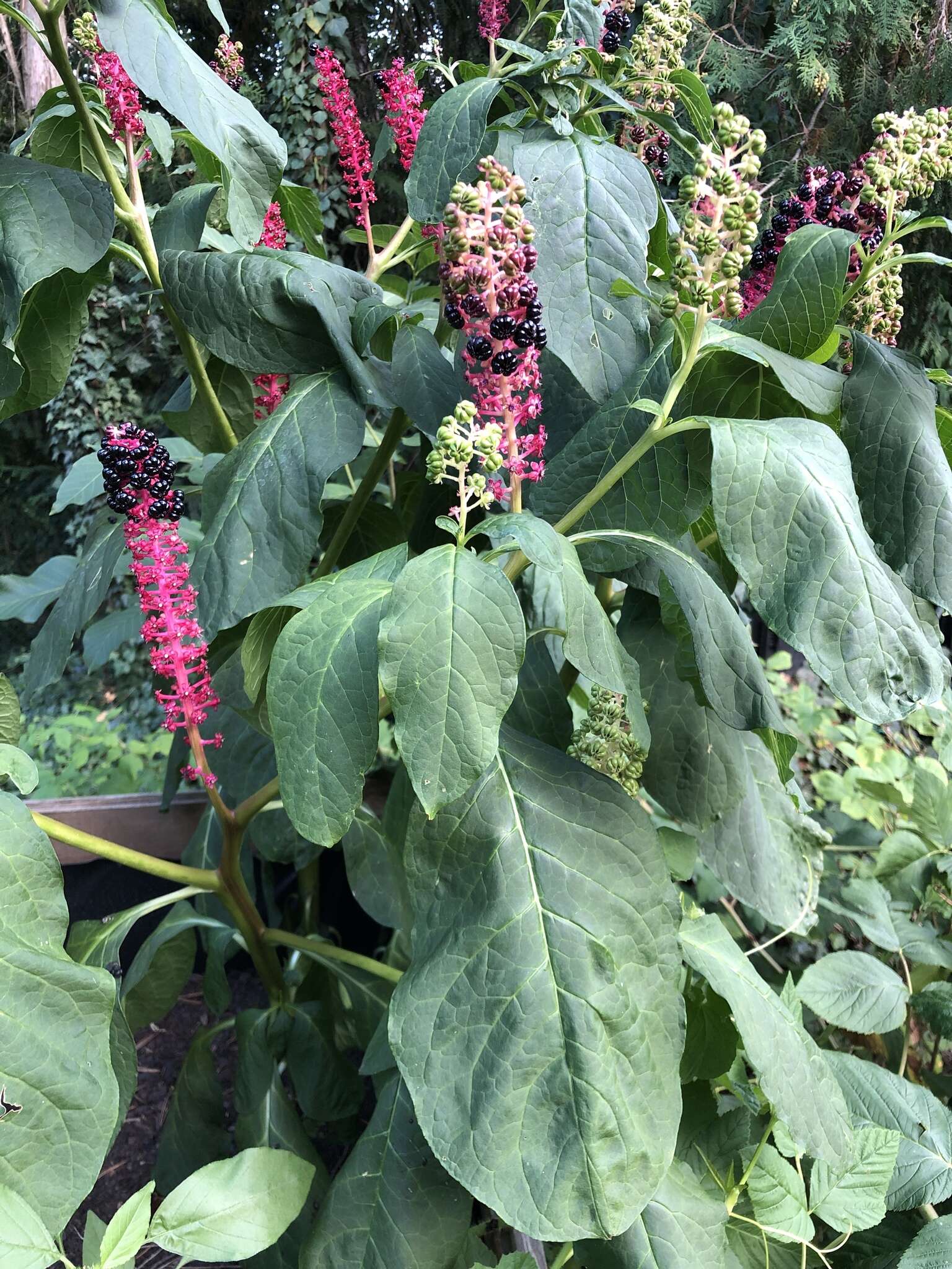 Image of Phytolacca acinosa Roxb.