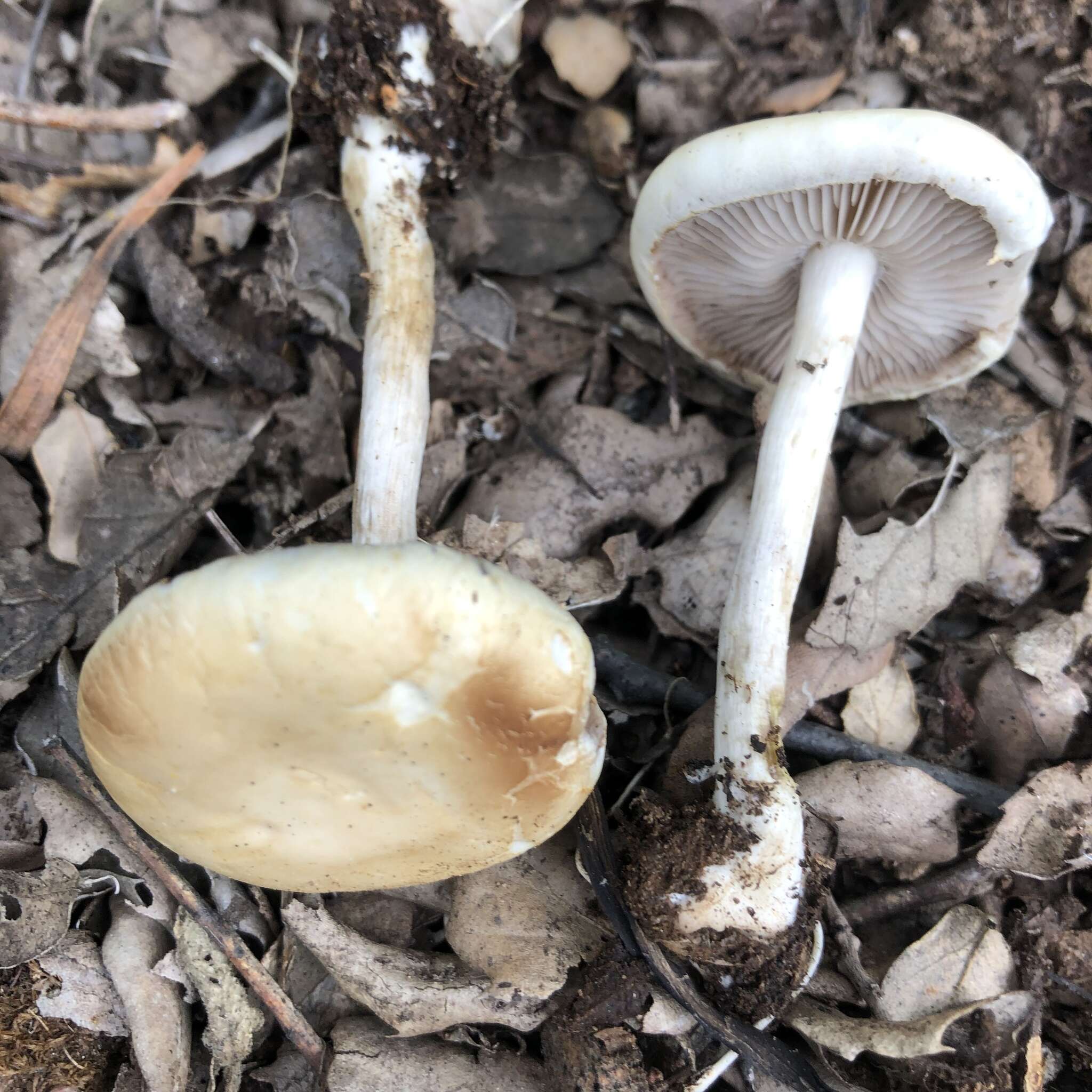 Image of Agrocybe molesta (Lasch) Singer 1978