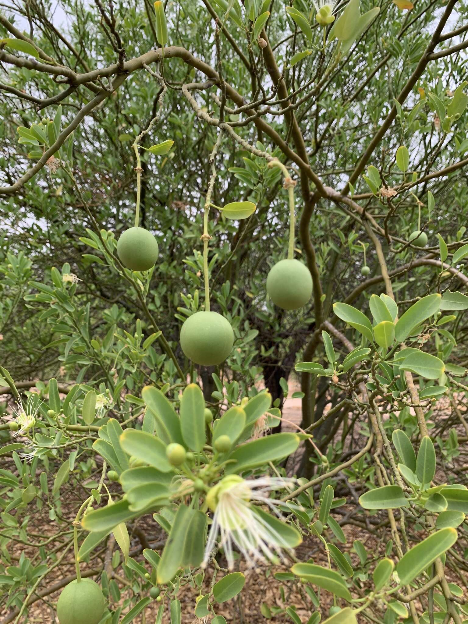 Image of Anisocapparis speciosa (Griseb.) Cornejo & Iltis