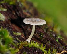 صورة Mycena fumosa Grgur. 2003