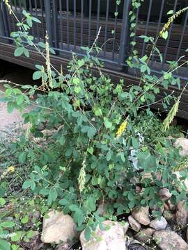 صورة Crotalaria pallida Aiton