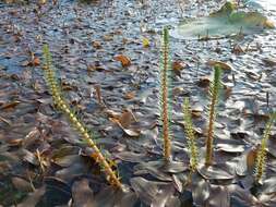 Image of Mare's Tail