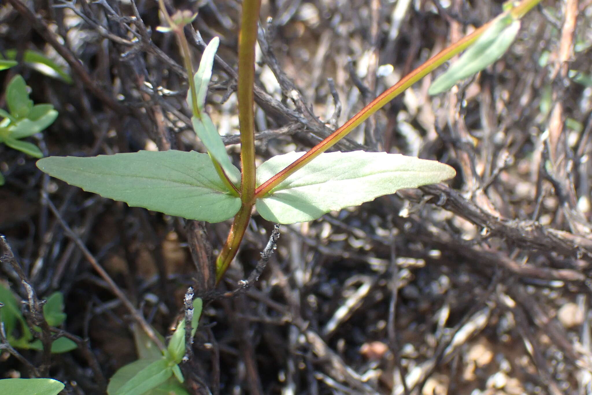 Image of Nemesia anisocarpa E. Mey. ex Benth.