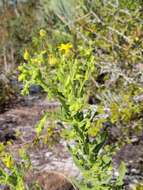 Chrysopsis delaneyi Wunderlin & Semple resmi