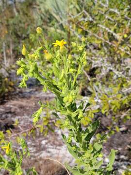 Chrysopsis delaneyi Wunderlin & Semple resmi