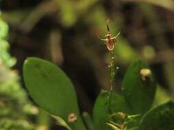 Image of Platystele acutilingua Kapuler & Hascall