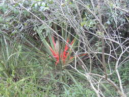 Image of Bromelia balansae Mez